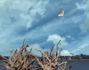 Artistic driftwood piece resembling a soaring bird.