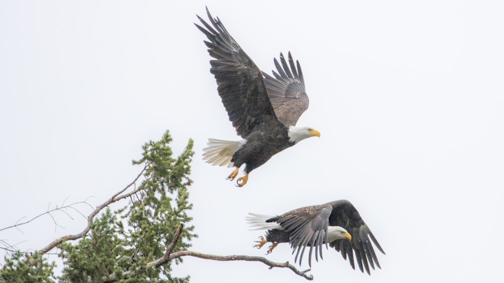 two bald eagles flying over a tree branch