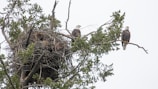 Two bald eagles interacting on a nest made of sticks and leaves