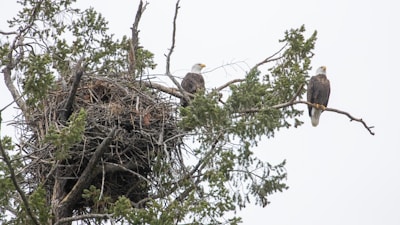 Two bald eagles interacting on a nest made of sticks and leaves