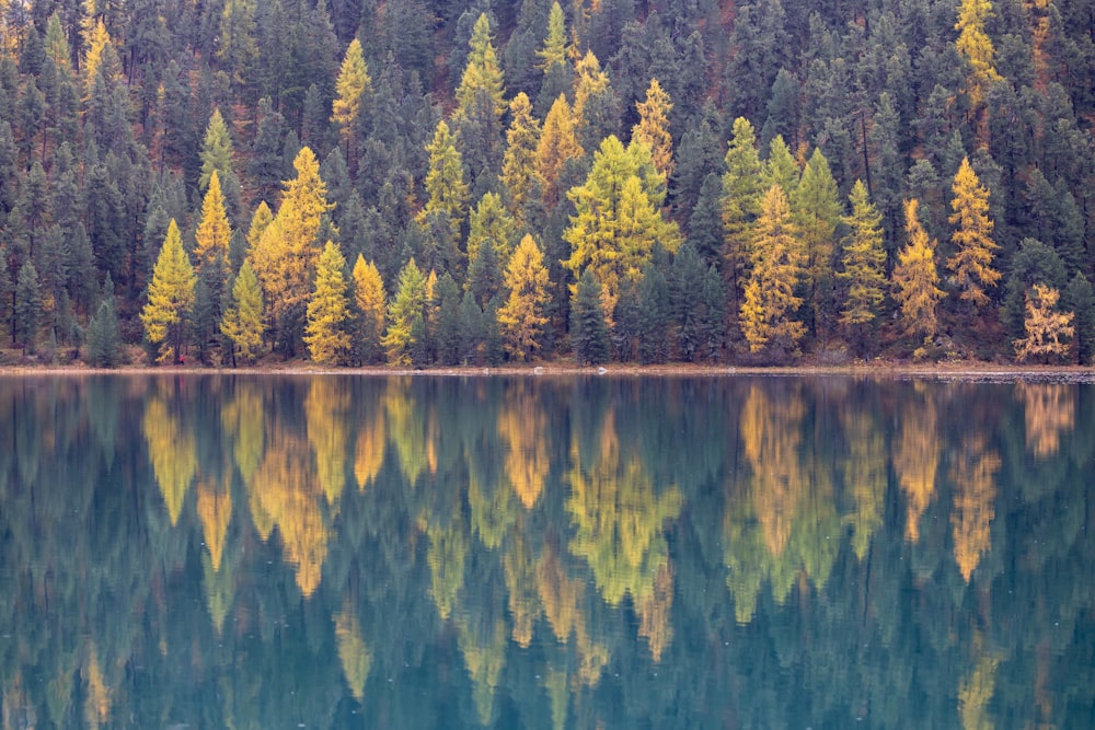 a large body of water surrounded by trees