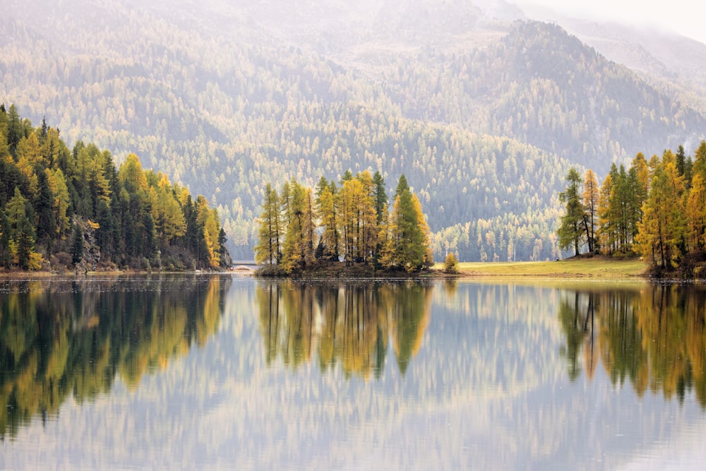 a large body of water surrounded by trees