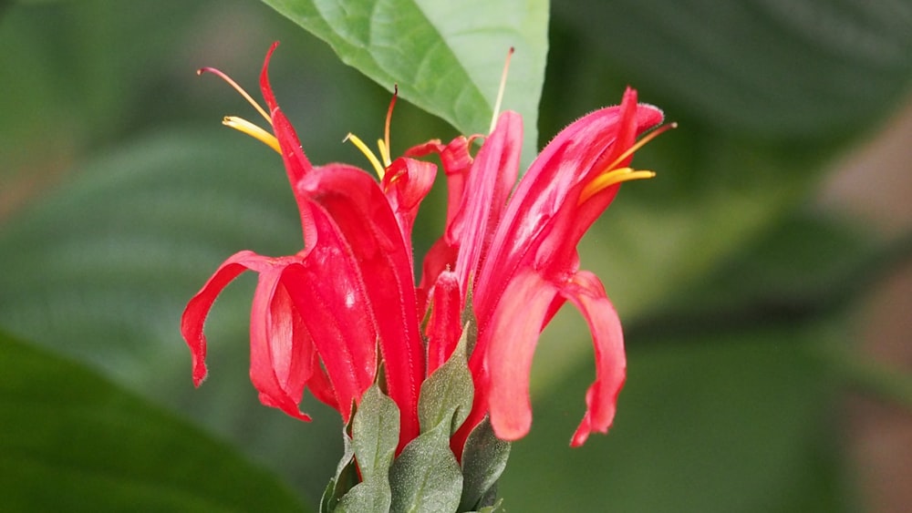 a red flower with green leaves in the background