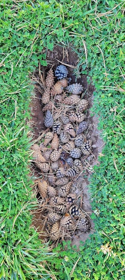 A group of pine cones lies in a shallow trench surrounded by green grass and small plants. The pine cones are laying on a bed of dry pine needles and have a mix of brown and grayish hues.