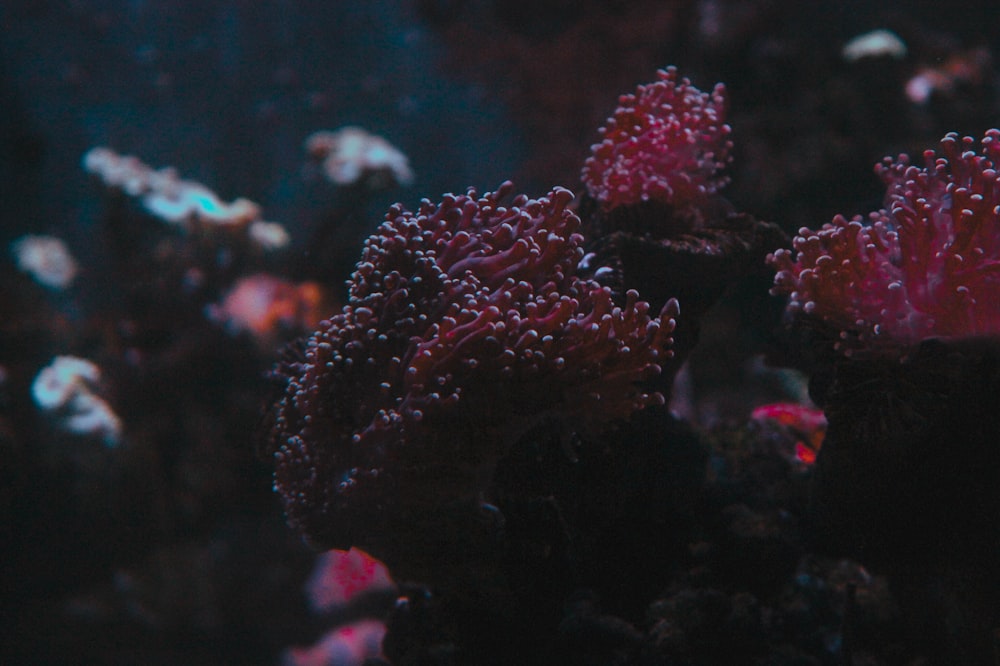 a group of corals that are in the water