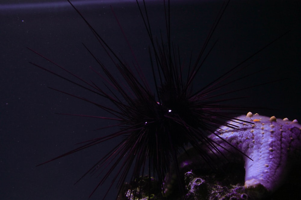 a purple sea urchin in an aquarium