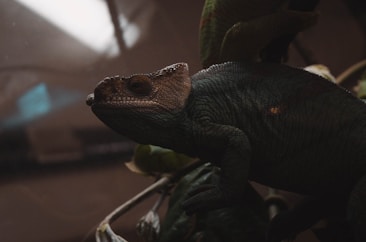 A chameleon is perched on a branch, displaying its textured skin and blending into the dark, muted surroundings. Its eye is prominently visible, and its body is partially illuminated by soft lighting, creating a contrast with the shadowy background.