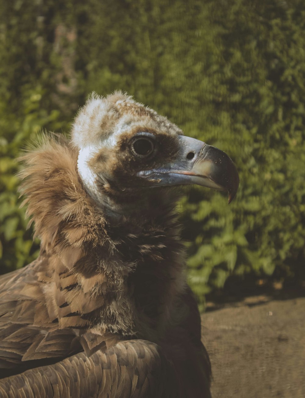 a close up of a bird with a bush in the background