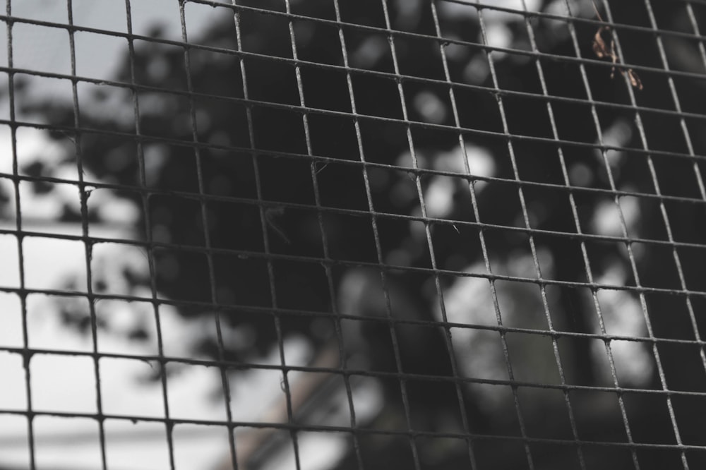 a black and white photo of a tree through a wire fence