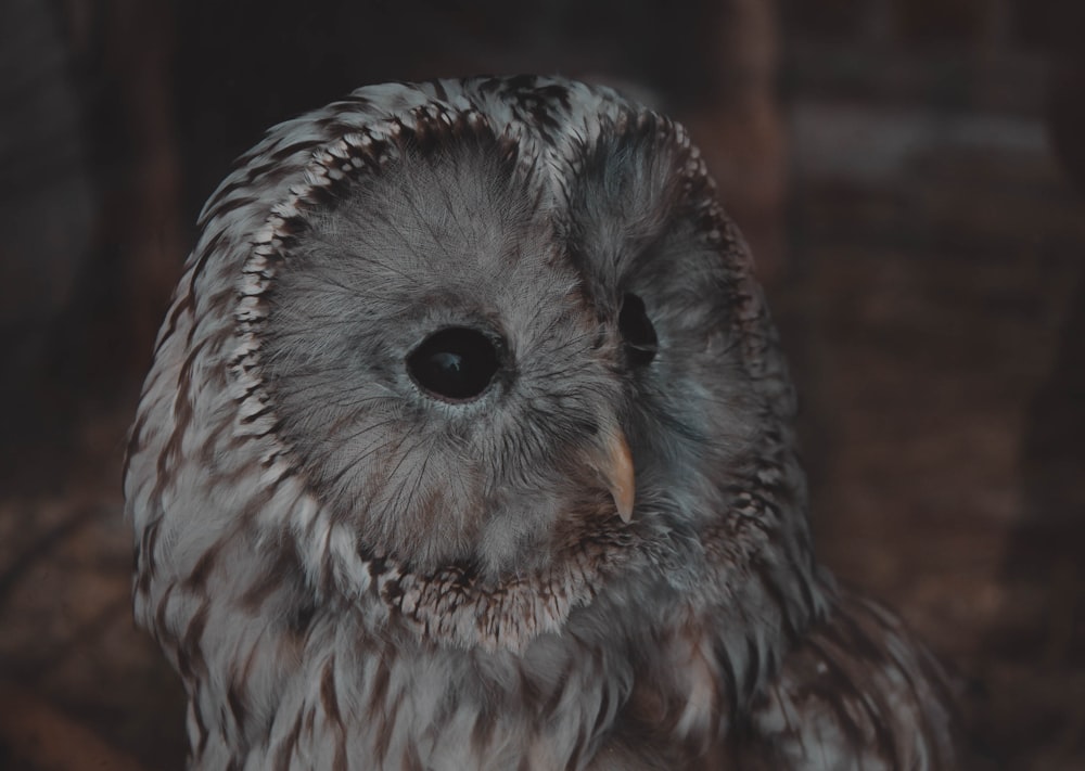 a close up of an owl with a blurry background