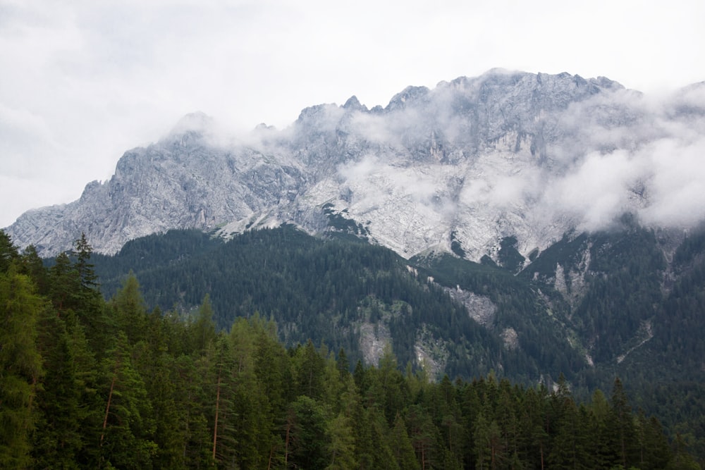 a large mountain covered in snow and surrounded by trees