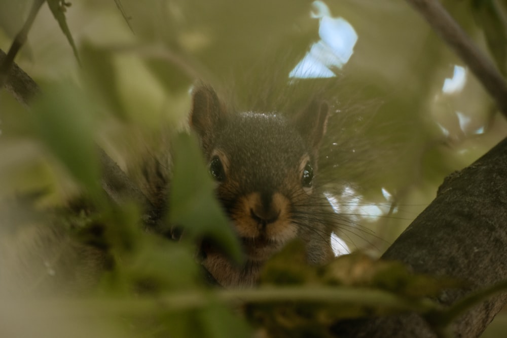 a close up of a squirrel in a tree