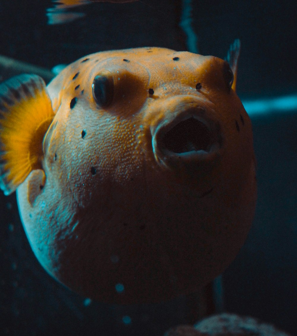 a close up of a fish in a tank