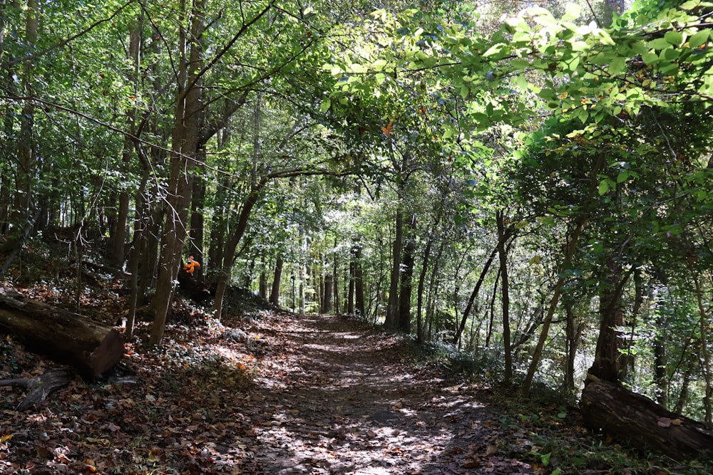 a dirt path in the middle of a forest