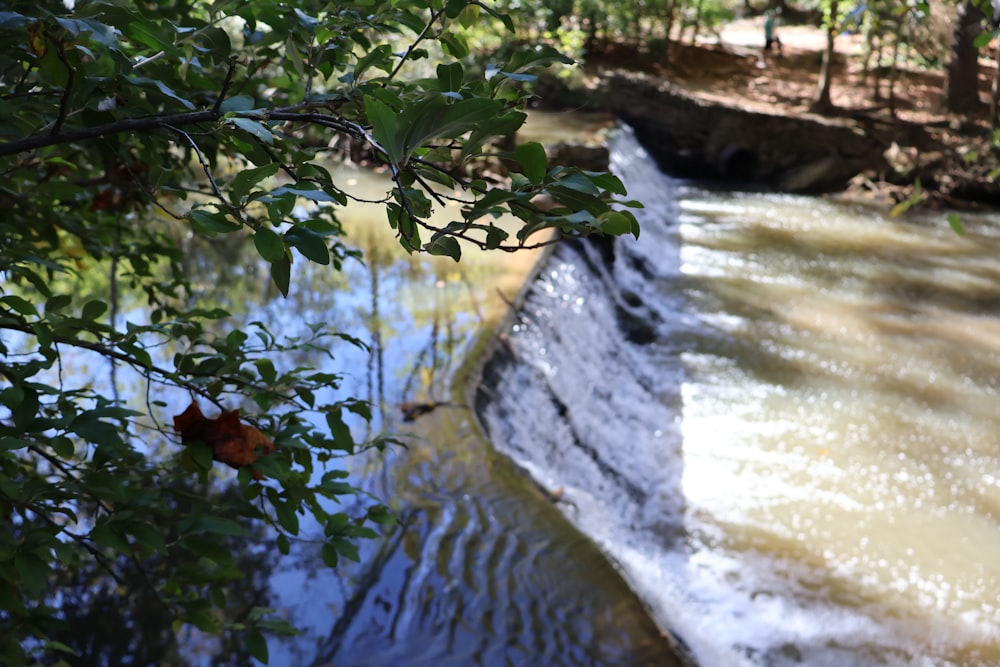 a stream running through a forest filled with trees