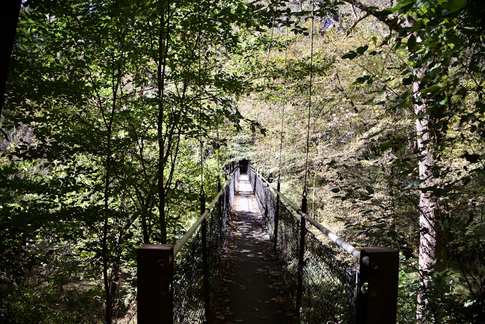 Un puente colgante en medio de un bosque