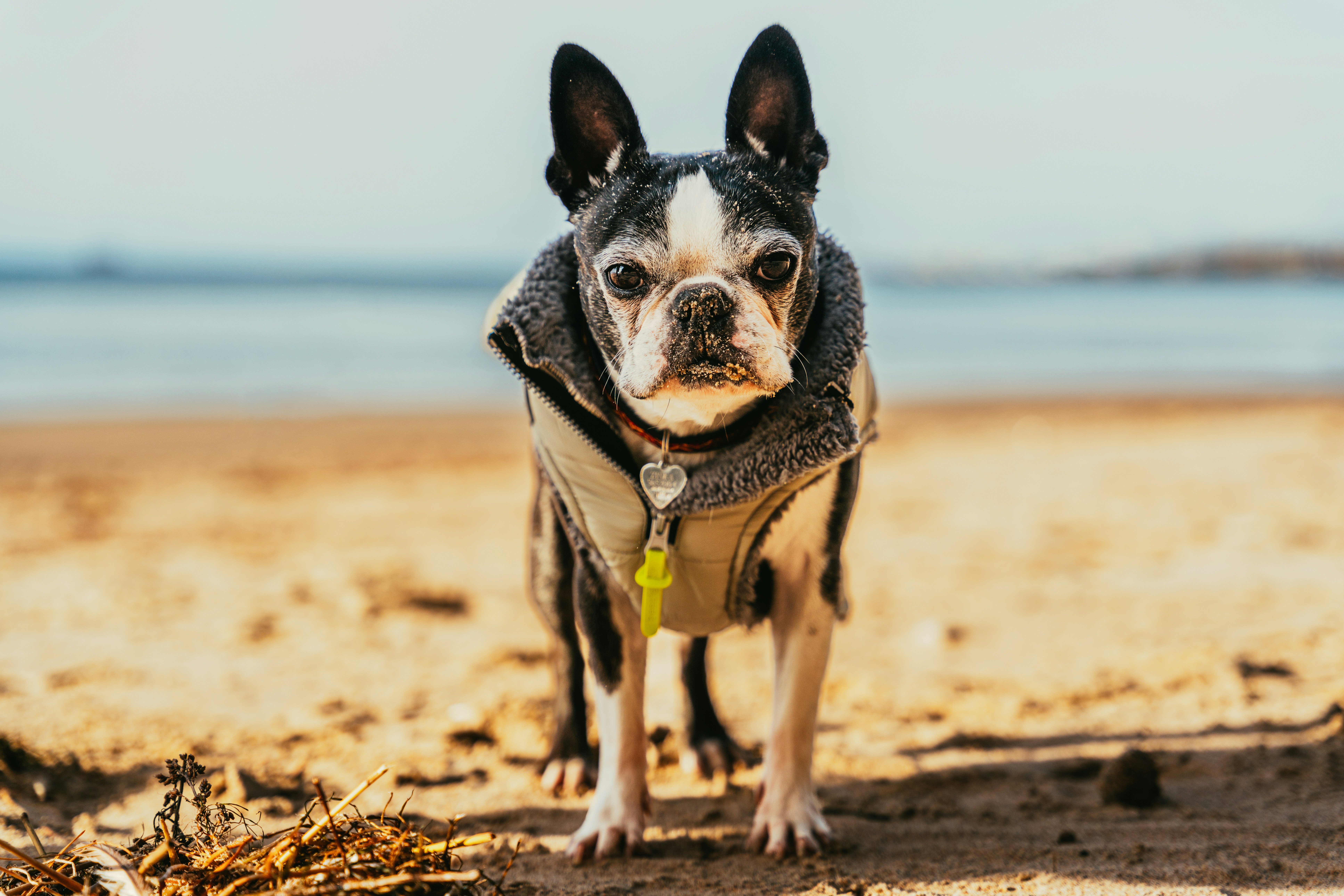 Dog Coats vs. Heated Vests: What Keeps Your Pup the Warmest This Winter?