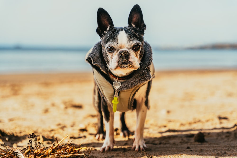 a small dog standing on top of a sandy beach