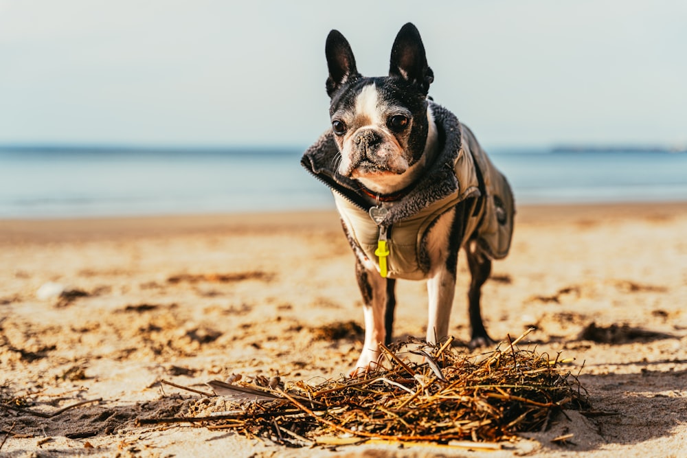 a small dog standing on top of a sandy beach