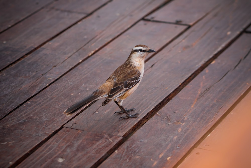 a brown and white bird standing on a wooden deck