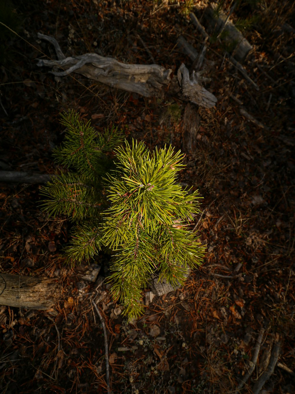 a small pine tree in the middle of a forest