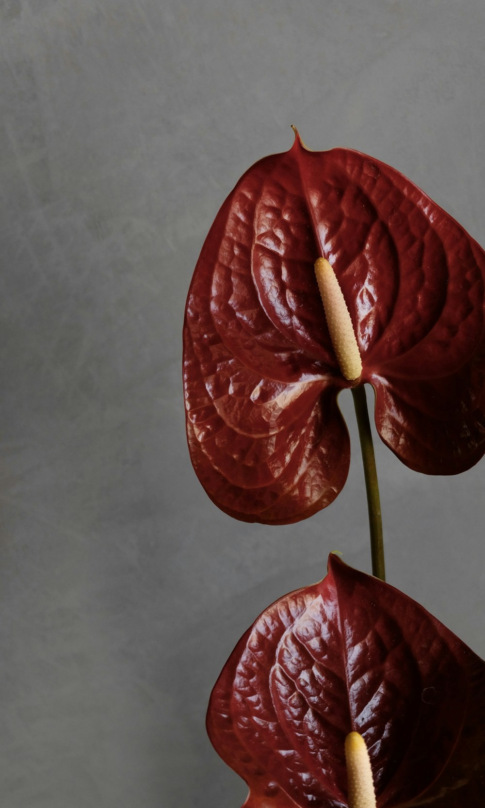 a close up of a red flower on a table