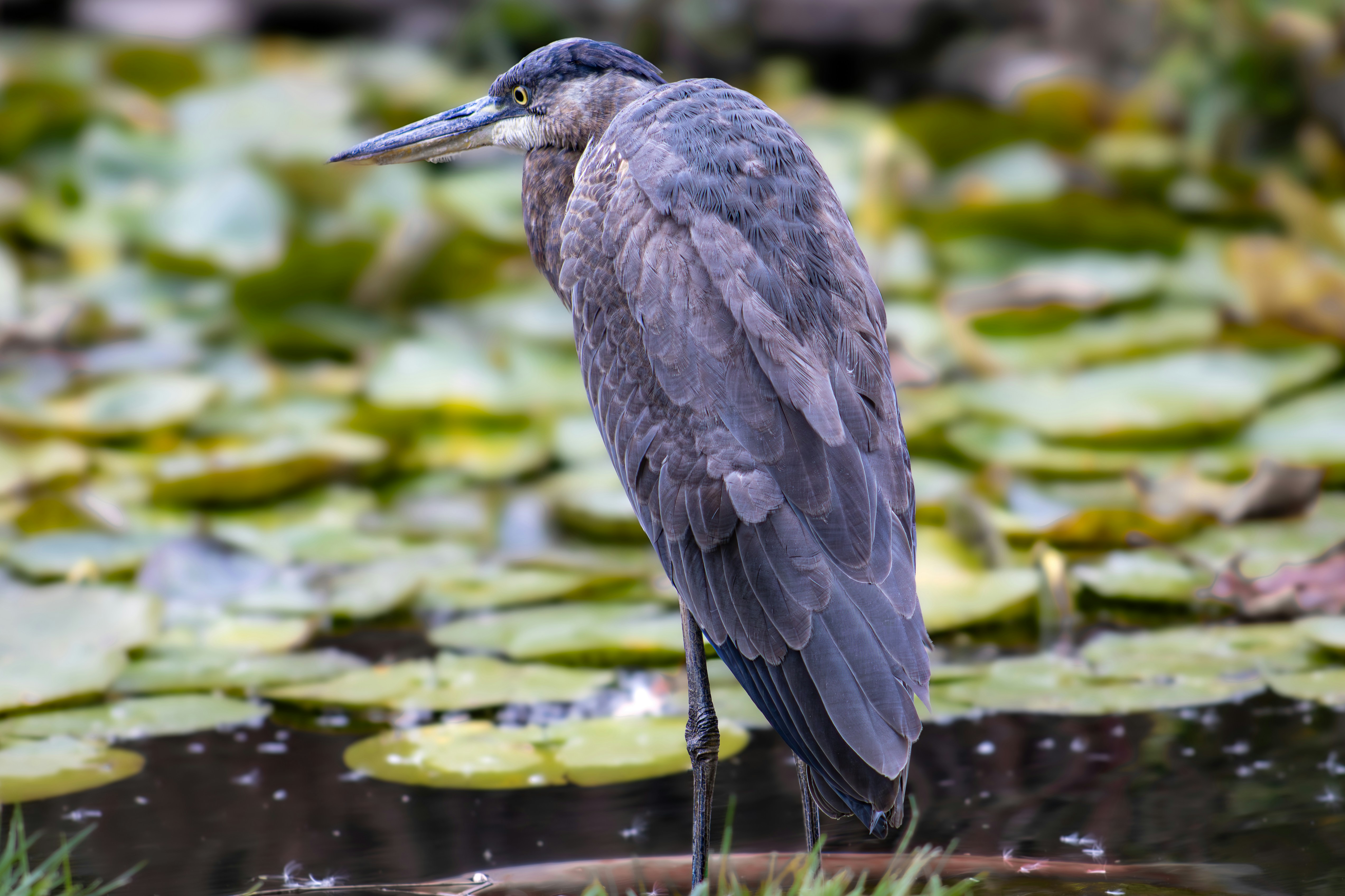 Photo by peterbbryan