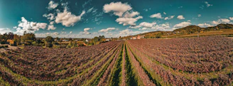 A panoramic view of a sunlit automated vineyard in Andalusia with rows of grapevines and modern machinery.