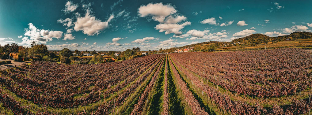 A panoramic view of a sunlit automated vineyard in Andalusia with rows of grapevines and modern machinery.