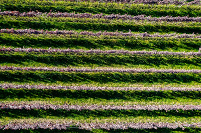 Agricultural Monitoring