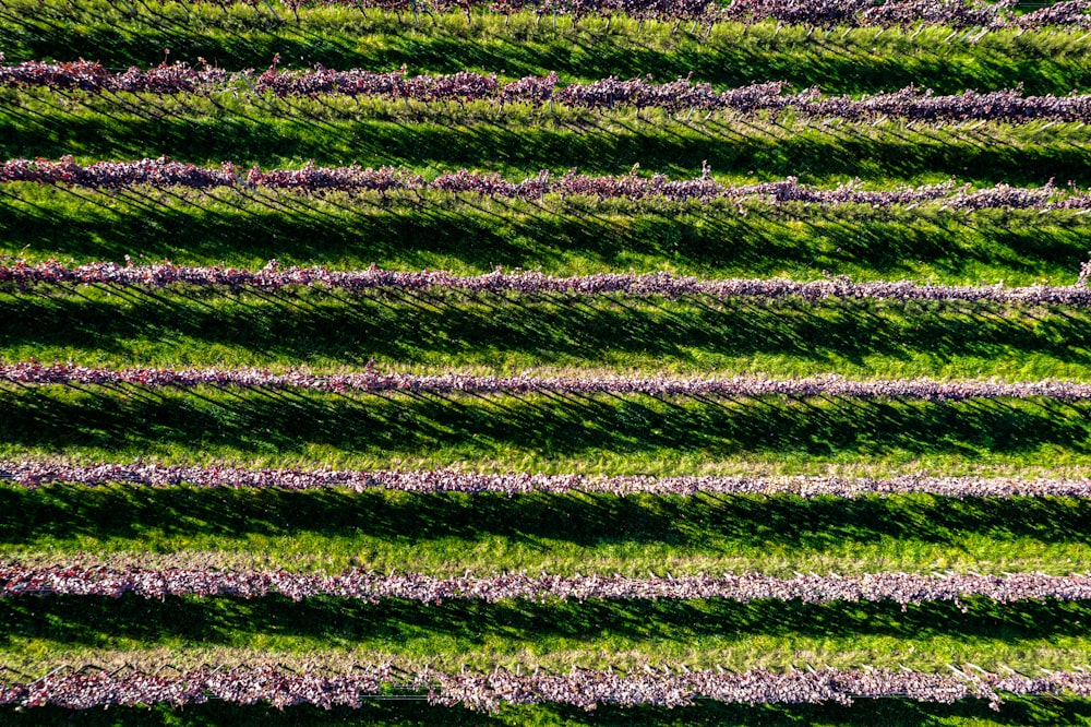 an aerial view of a field with purple flowers
