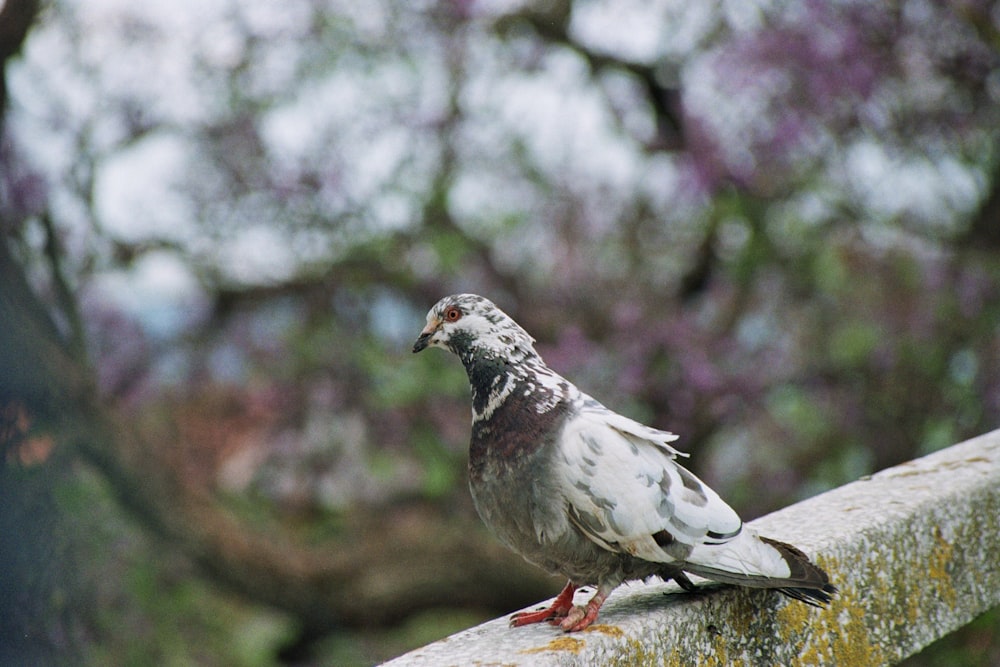 a pigeon sitting on a ledge in front of a tree