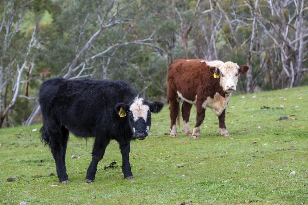 un par de vacas que están paradas en la hierba