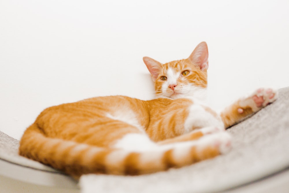 an orange and white cat laying on top of a bed