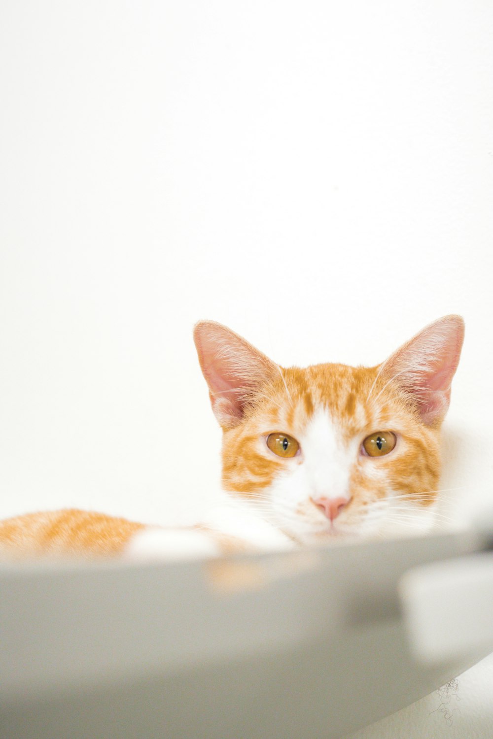 an orange and white cat sitting in a bath tub