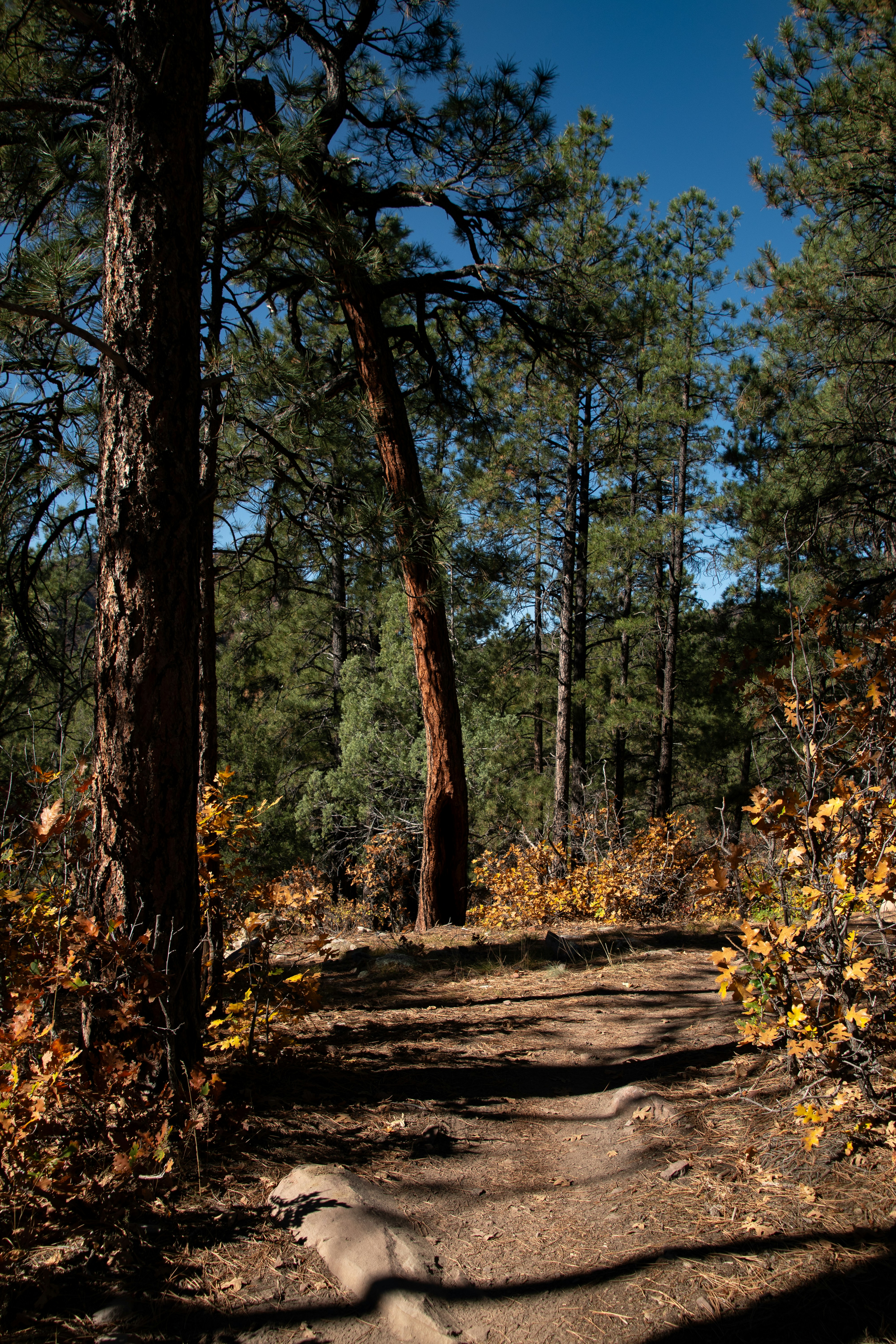 Photo by attaliehart