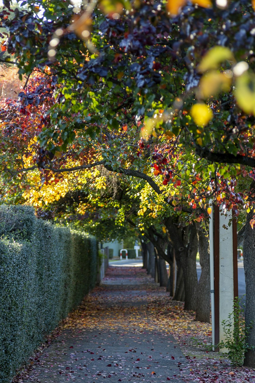 a street lined with trees and bushes next to a sidewalk