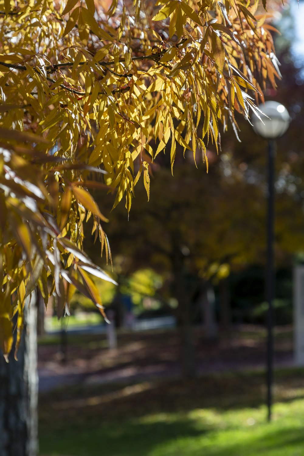 a tree with yellow leaves in a park