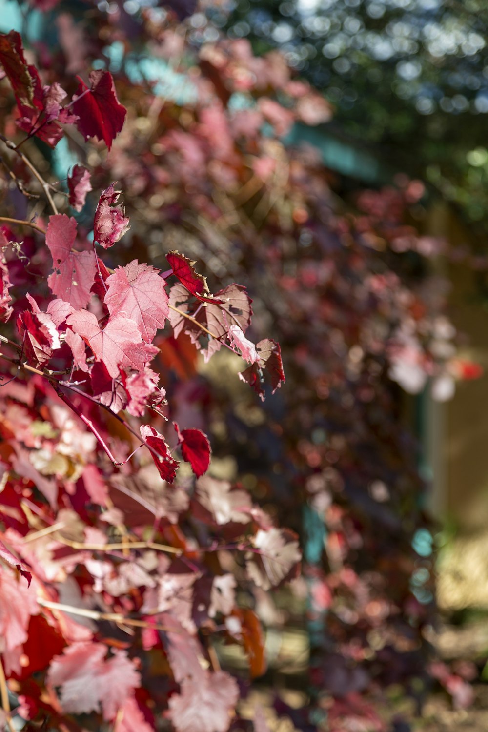 a tree with red leaves in a park