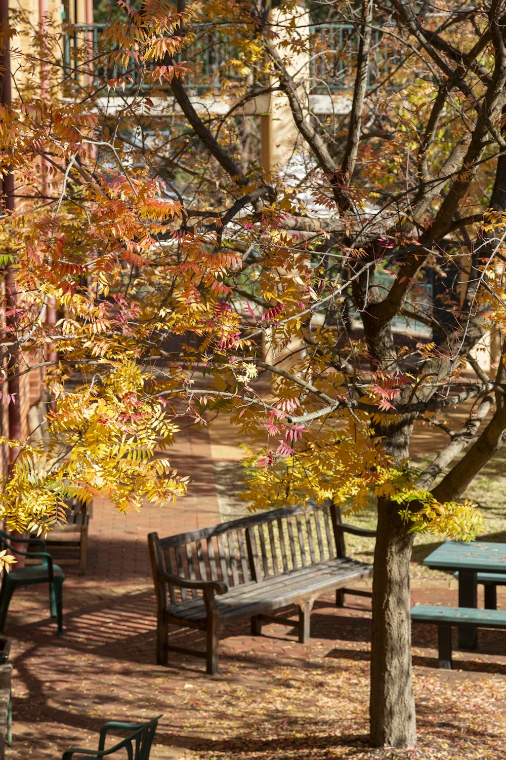 a couple of benches sitting next to a tree