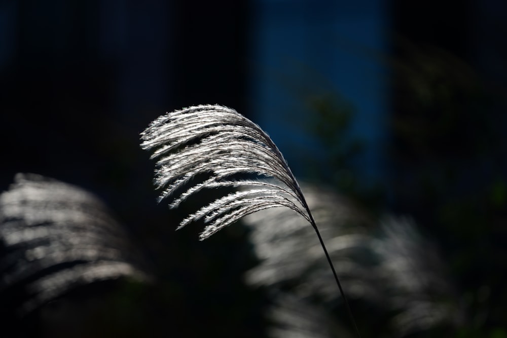 a close up of a plant with a blurry background