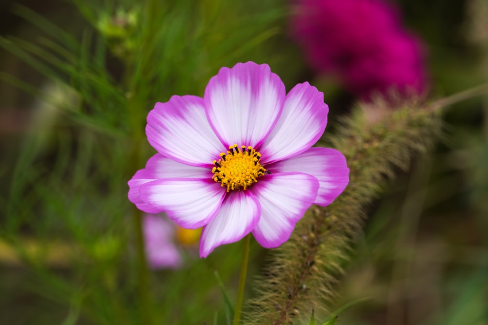 a purple flower with a yellow center surrounded by other flowers