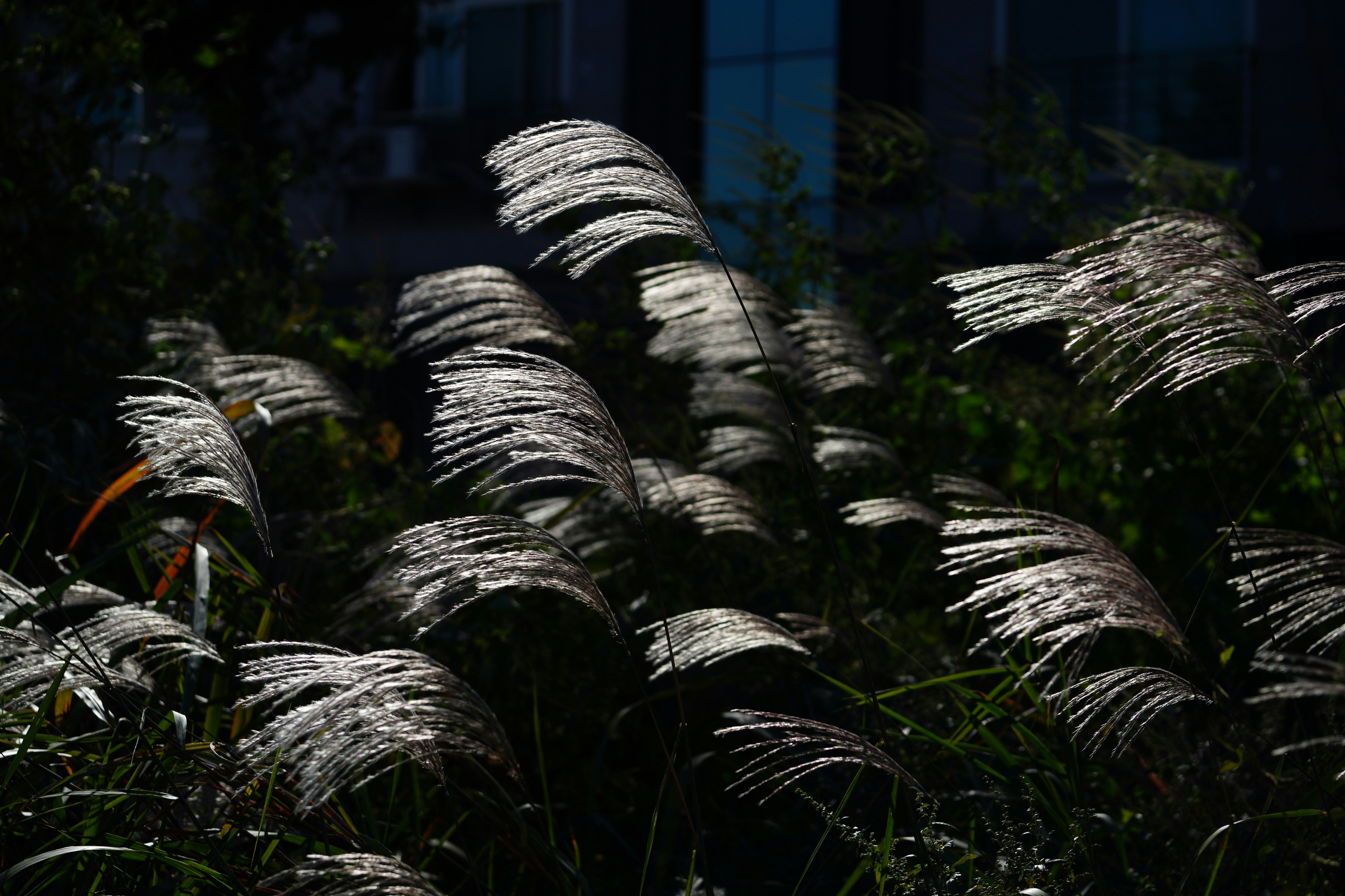 a close up of a bunch of grass with a building in the background