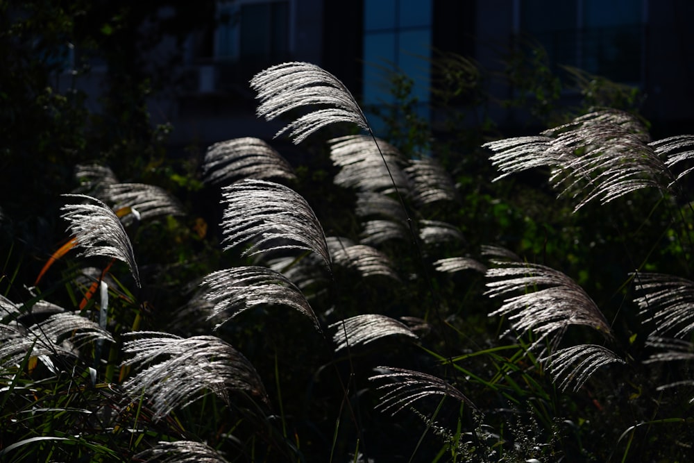 a close up of a bunch of grass with a building in the background