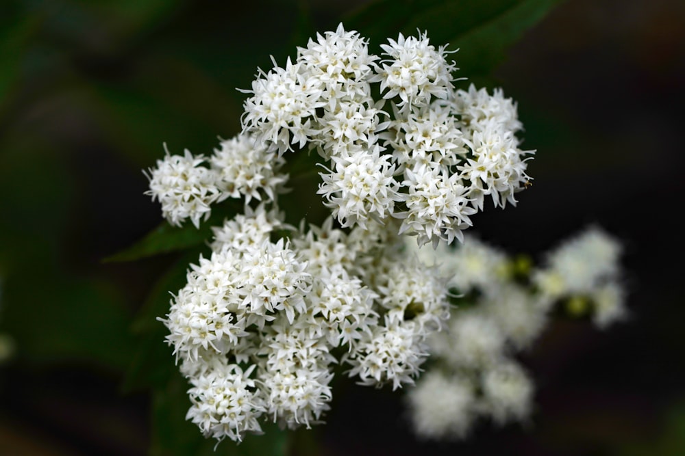 a bunch of white flowers with green leaves