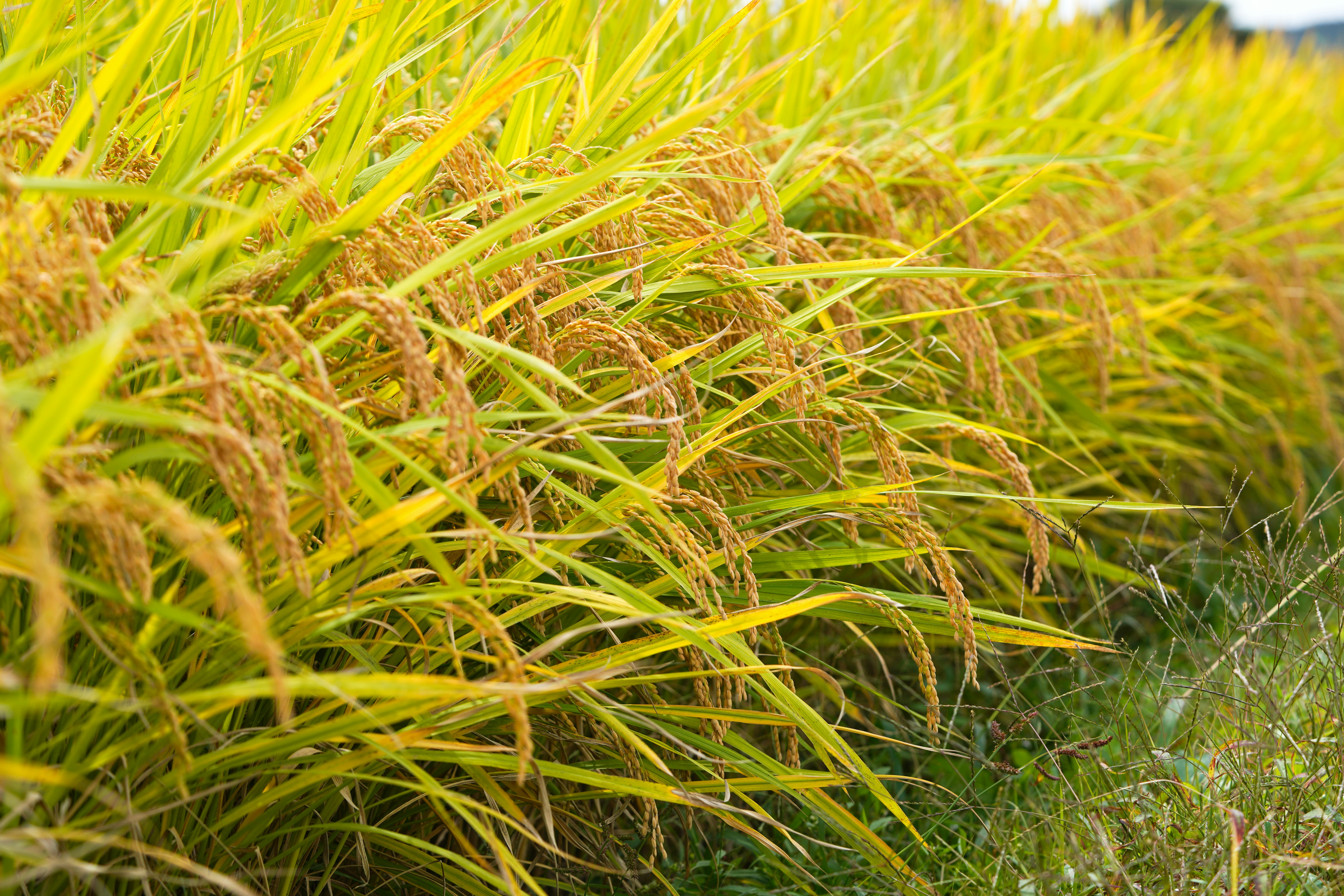 Photo by kim_dae_jeung