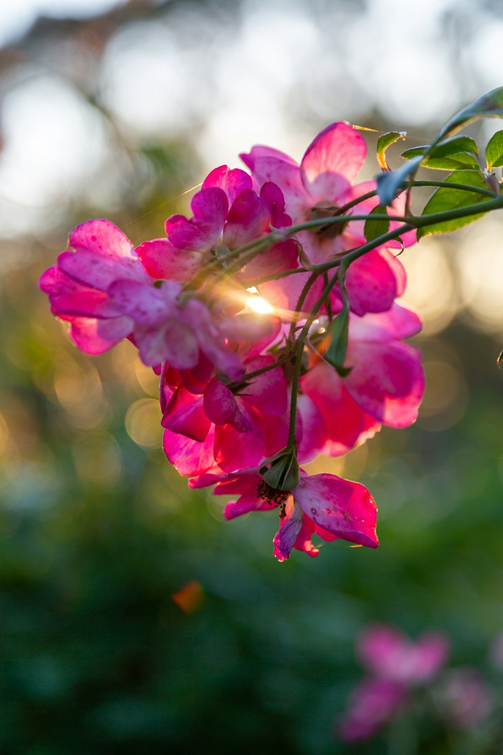 a bunch of pink flowers hanging from a tree