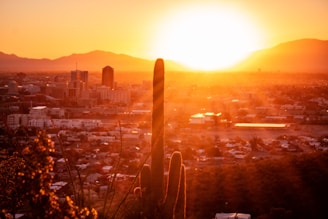 A vibrant sunset bathes a cityscape in warm golden light. The foreground features a tall cactus set against the glowing sun, which is setting behind distant mountains. The city buildings below create a silhouette effect against the bright sky.