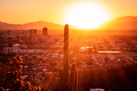 A vibrant sunset bathes a cityscape in warm golden light. The foreground features a tall cactus set against the glowing sun, which is setting behind distant mountains. The city buildings below create a silhouette effect against the bright sky.