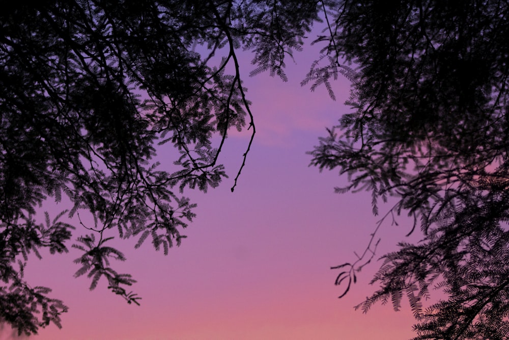 a view of a sunset through some trees